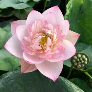 Lotus